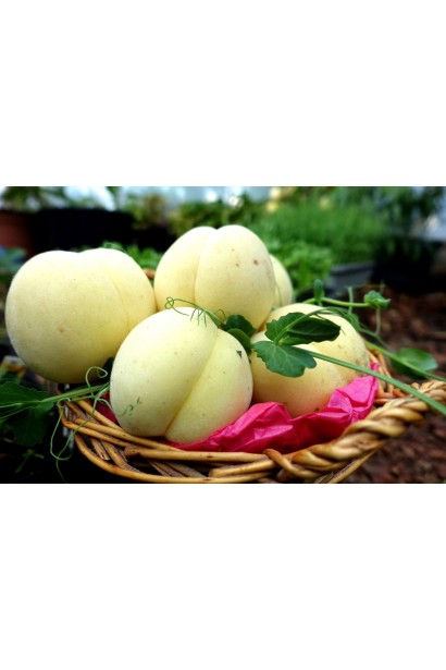 Персик Айс Піч - плоди з білою шкіркою та легким опушенням